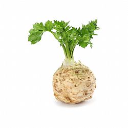 Σελινόριζα Ελληνική (τιμή/τμχ)