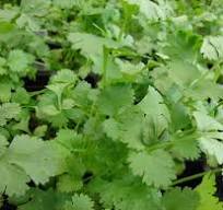 Κόλιανδρος (ματσάκι)