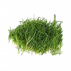 Χόρτα Αλμύρα