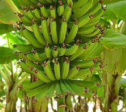 Μπανάνες Κρήτης (τιμή/κιλό)