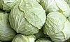 Λάχανο Ασπρο (τιμή/κιλό)