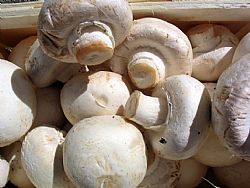 Μανιτάρια Champignon 250γρ (τμχ)