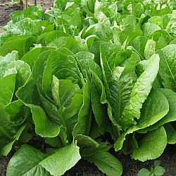 Μαρούλι Ρομάνα (τιμή/κιλό)