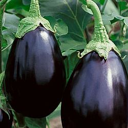 Μελιτζάνα Φλάσκα (τιμή/κιλό)
