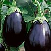 Μελιτζάνα Φλάσκα (τιμή/κιλό)