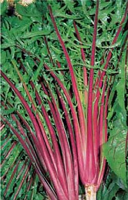 Ραδίκια Ιταλικά [πικρά] (τιμή/κιλό)