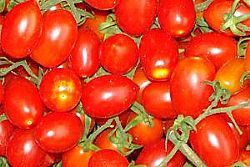 Τοματάκια Βελανίδι (τιμή/κιλό)