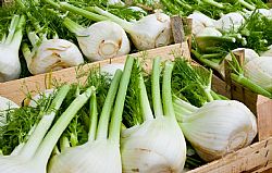 Φινόκιο (τιμή/kg)