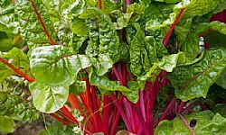 Σέσκουλα Κόκκινα (τιμή/τμχ)